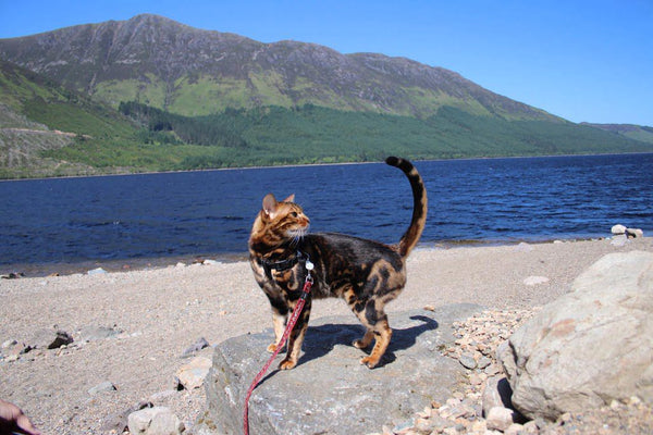 Meet Rigsby The Travelling Cat