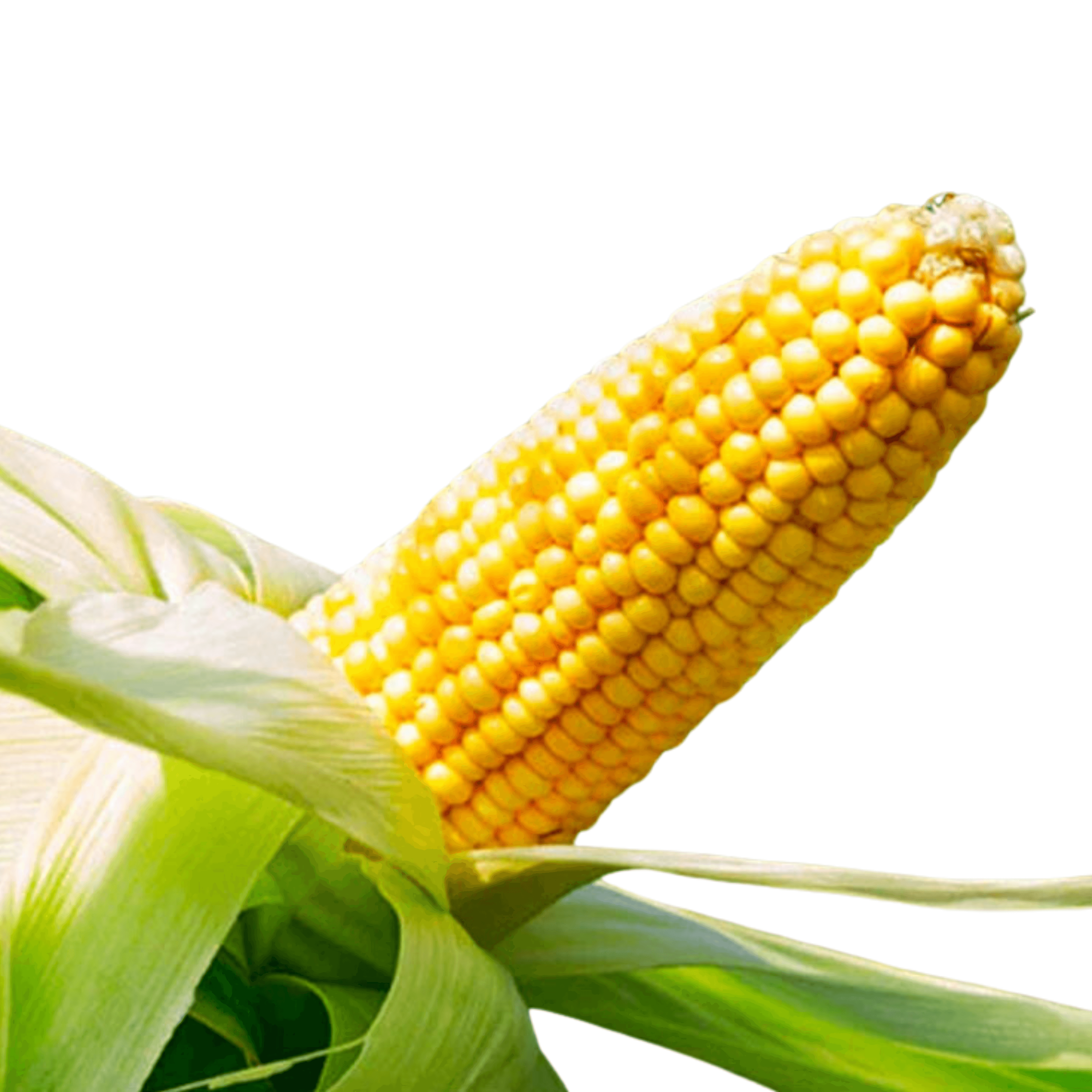 Yellow Corn